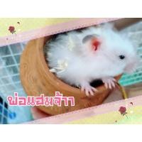ราคา ลูกหนูแฮมเตอร์ไจแอนท์ครึ่งยุโรป (360568001)