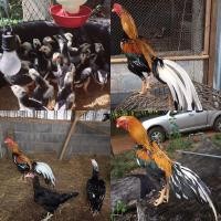 ราคา ลูกไก่เหลืองหางขาวพระเจ้าห้าพระองค์แท้ (360577088)