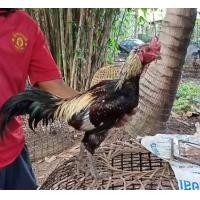ราคา ไก่ชนพม่าเหล่าตีตา แข้งหน้าจัดไป รอยสวย2.6-7 (359669678)