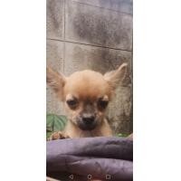 ราคา ชิวาว่าขนยาว (360560491)