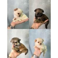 ราคา ลูกชิวาว่าขนยาวแท้ (360558571)
