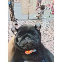 ราคา ปั๊กดำ (360558937)