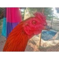 ราคา พม่าหนุ่มสายตีตา (360561336)