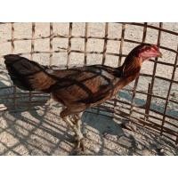 ราคา ไก่ชนพม่า เหล่สตระกูลดี ตีตาหูตีตา ไก่สาว พร้อมไข่ รอยใหญ่ (359889088)