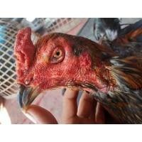 ราคา ลูกไก่พม่าตีเชิง คลองเตยมีเก็บเงินปลายทาง (358359183)