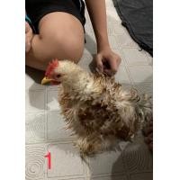 ราคา ไก่ มินิโคชิน (360562285)