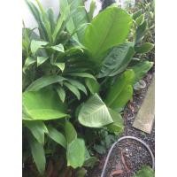 ราคา เศรษฐีวิลสัน รวมส่ง (มือหนึ่ง) (356181069)