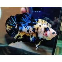 ราคา ปลากัดยักษ์​ โค่ย​เหลือง​ ไทเกอร์ (360550449)