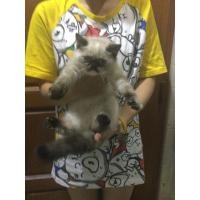 ราคา เอ็กโซติก หิมา (360542526)