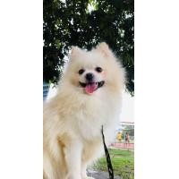 ราคา รับผสมพ่อพันธุ์ปอมแท้​ (360549639)