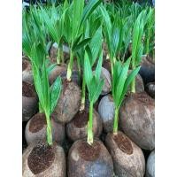 ราคา 22.ต้นกล้ามะพร้าวกะทิแกง พร้อมจัดส่งจ้า (มือหนึ่ง) (357246439)