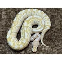 ราคา ขายงูบอลไพธอน ball python 1.0 Banana Lesser Woma Y20 Male (360518492)