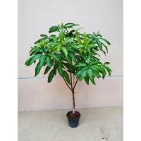 ราคา ต้นมะม่วงเบา ภาคใต้ size กลาง (มือหนึ่ง) (352187920)