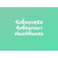 ราคา รับซื้อลูกหมาลุกแมวทุกสายพันผสมก็รับ (359819466)