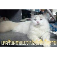 ราคา รับผสมพันธุ์​แมว​เปอร์เซีย​ (360049183)