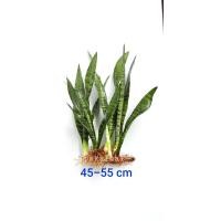 ราคา ลิ้นมังกร Laurentii Sansevieria กอละ 25-35 ฿ (มือหนึ่ง) (356812480)