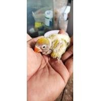 ราคา ขายลูกป้อนนกเลิฟเบิร์ดพายกรีน (360519630)