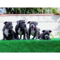 ราคา อเมริกันบูลลี่ (360510715)