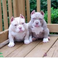 ราคา American Bully อเมริกันบูลลี่ (360510745)