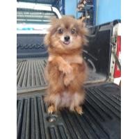 ราคา ชิวาว่า ผสมปอม เพศเมีย (360509550)