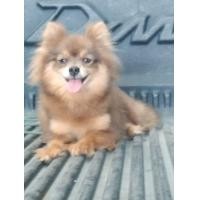 ราคา น้องปอม ผสม ชิวาว่าขนยาว ตัวเมีย (360509522)