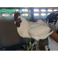 ราคา พ่อพันธุ์ไก่ดำภูพาน (360520437)