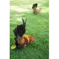 ราคา ไก่แจ้ ป่าเหลือง (360518339)