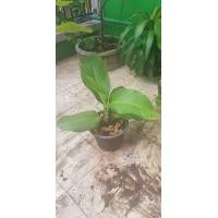 ราคา ต้นเศรษฐีวิลสัน (มือหนึ่ง) (341110196)