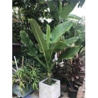 ราคา ขายต้นเศรษฐีวิลสัน (มือหนึ่ง) (341110616)