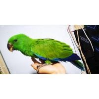 ราคา อิเล็คตัส (360502333)