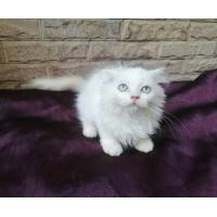 ราคา แมวเปอร์เซีย(Persian Cat) (360496295)