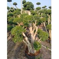 ราคา ต้นไทรช้อนทอง (มือหนึ่ง) (360496984)