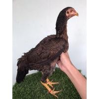 ราคา ไก่สาวเยียร์แดง (360492720)