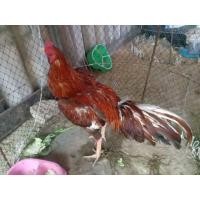 ราคา ขายไก่ชนสายเลือดใต้ (360487277)