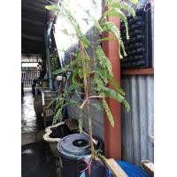 ราคา ต้นมะขามป้อม​ค่ะ (มือหนึ่ง) (357722757)