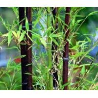 ราคา ต้นพันธุ์ไผ่ดำ Black Bamboo (มือหนึ่ง) (114157513)