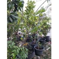 ราคา ต้นมะนาวต้นใหญ่​แป้นพิจิตรค่ะ (มือหนึ่ง) (355637441)