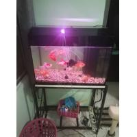 ราคา ขายตู้ปลาพร้อมขาตั้งและปลาทองขนาด30นิ้ว (มือสอง) (360476118)