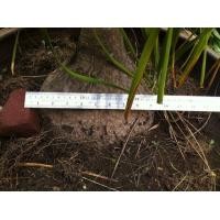 ราคา แส้หางม้า (มือสอง) (137254161)