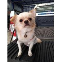 ราคา พ่อพันธุ์ ชิวาว่า รับผสม (360465182)