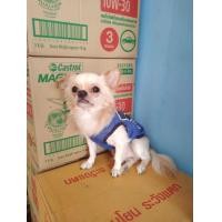 ราคา รับผสม ชิวาว่าแท้ขนยาว เพศผู้ ลูกดก (360438437)