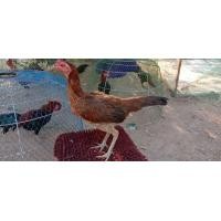 ราคา แม่พันธุ์สาวพม่า100 (360475567)