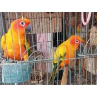 ราคา ขายคู่ซันคอนัวร์ (360450151)