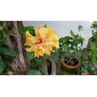 ราคา ต้นชบาฮาวาย พันธุ์ดอกใหญ่ ดอกส้ม (มือหนึ่ง) (360449514)