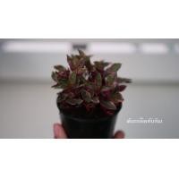 ราคา ต้นเกล็ดทับทิม (มือหนึ่ง) (355738751)