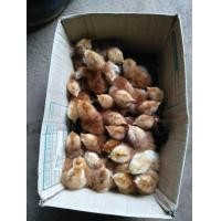 ราคา ลูกไก่ไข่ (360451640)