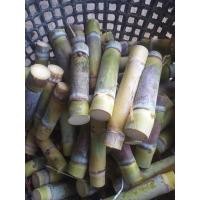 ราคา อ้อยคั้นน้ำสุพรรณบุรี 50 (มือหนึ่ง) (360458781)