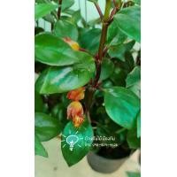 ราคา ต้นปลาทองนำโชค (มือหนึ่ง) (360446456)