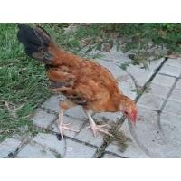 ราคา ลูกไก่แจ้ (360444085)