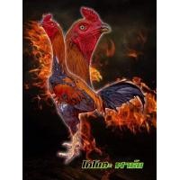 ราคา ไก่ชนสายพันธุ์พม่าง่อนม้าล่อ (360436635)